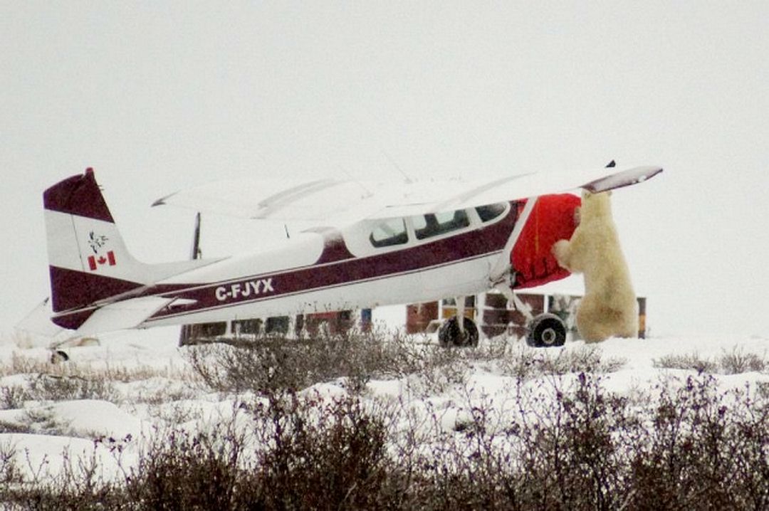 Polar bear completing pre-flight check: Cessna 180 Insulated Engine Cover.